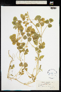 Medicago arabica image