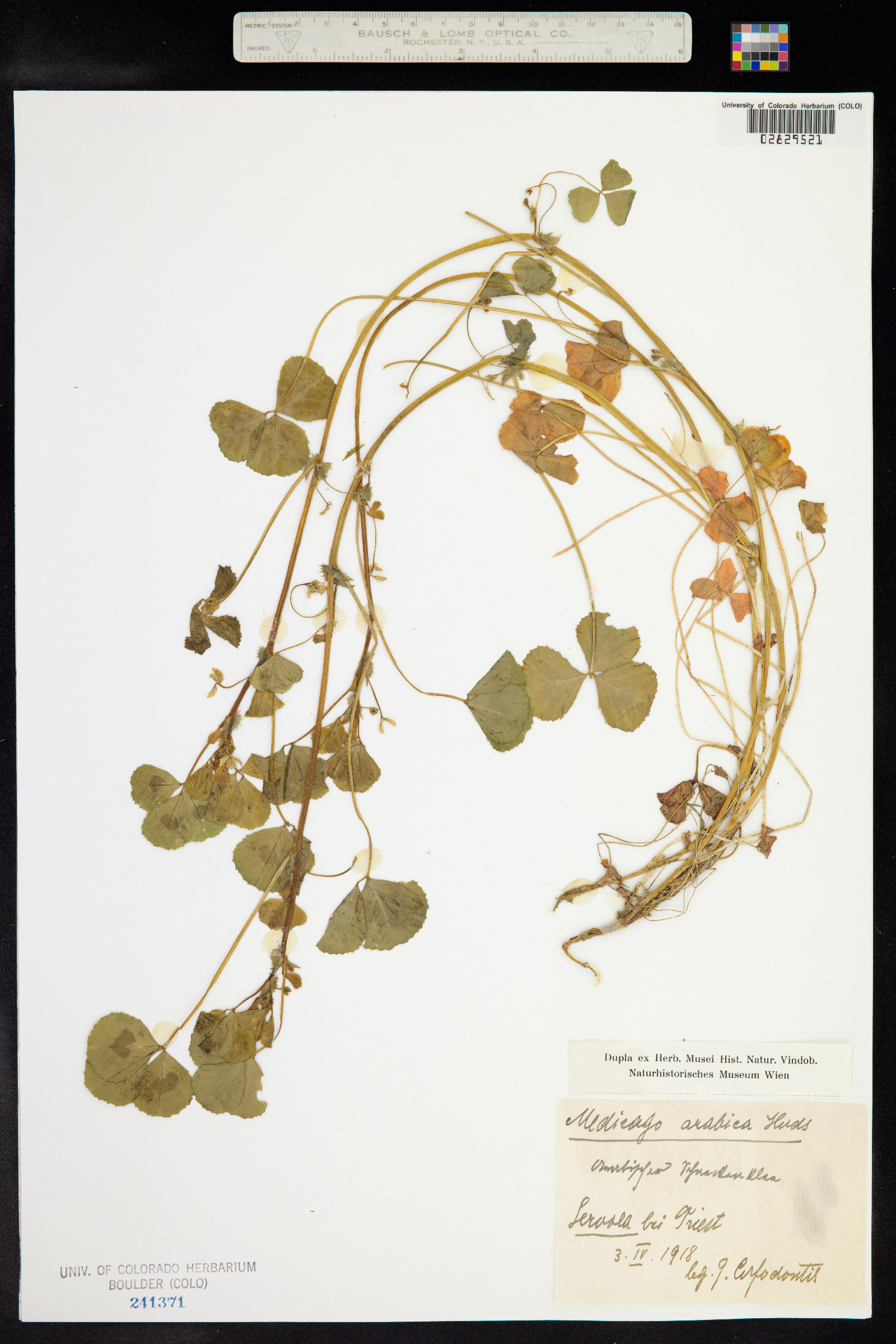 Medicago arabica image