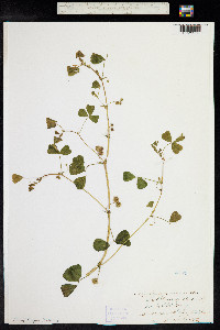 Medicago arabica image