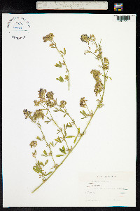 Medicago falcata image