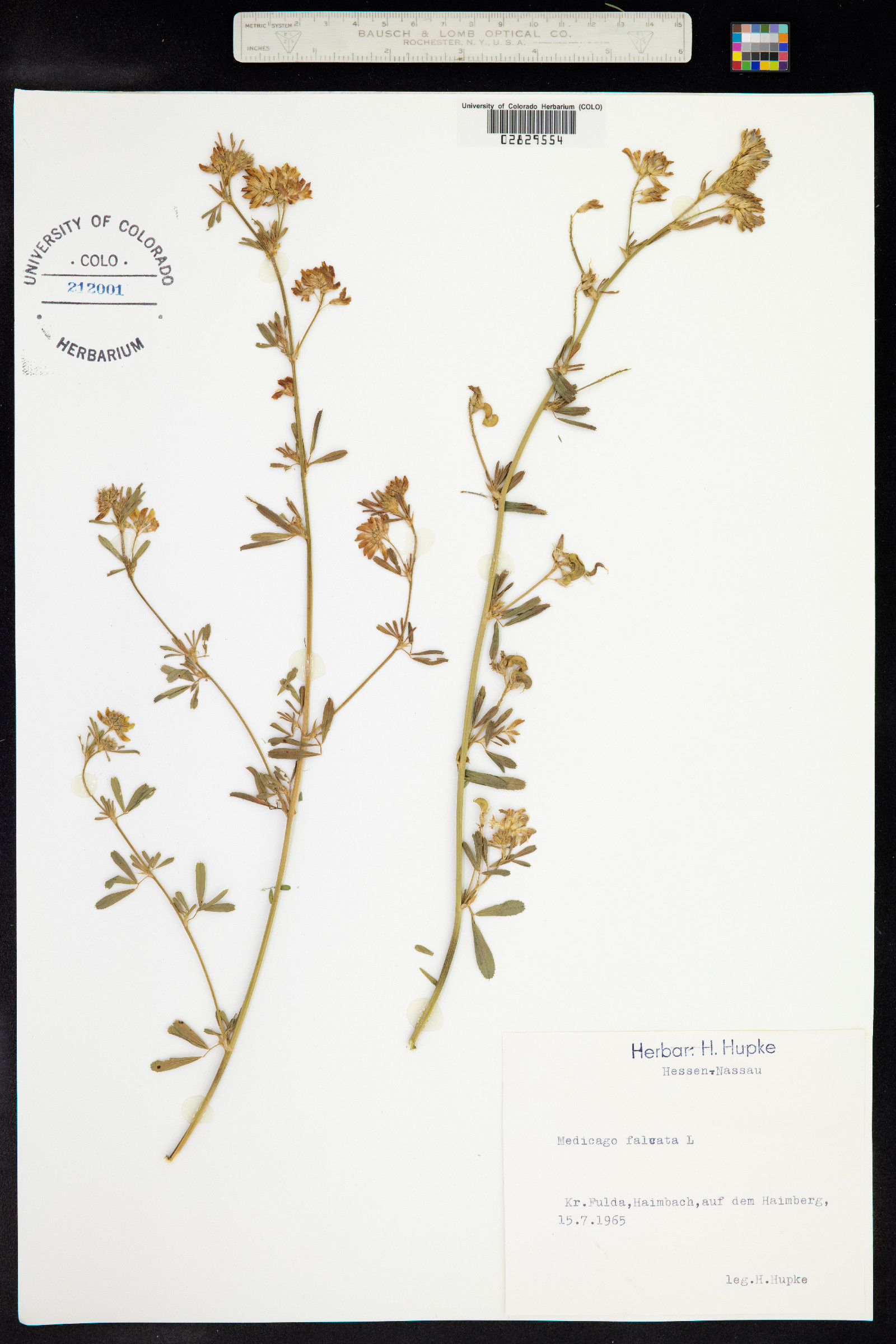 Medicago sativa image