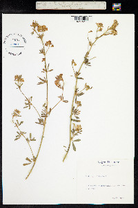 Medicago falcata image