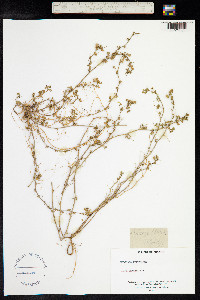 Medicago falcata image