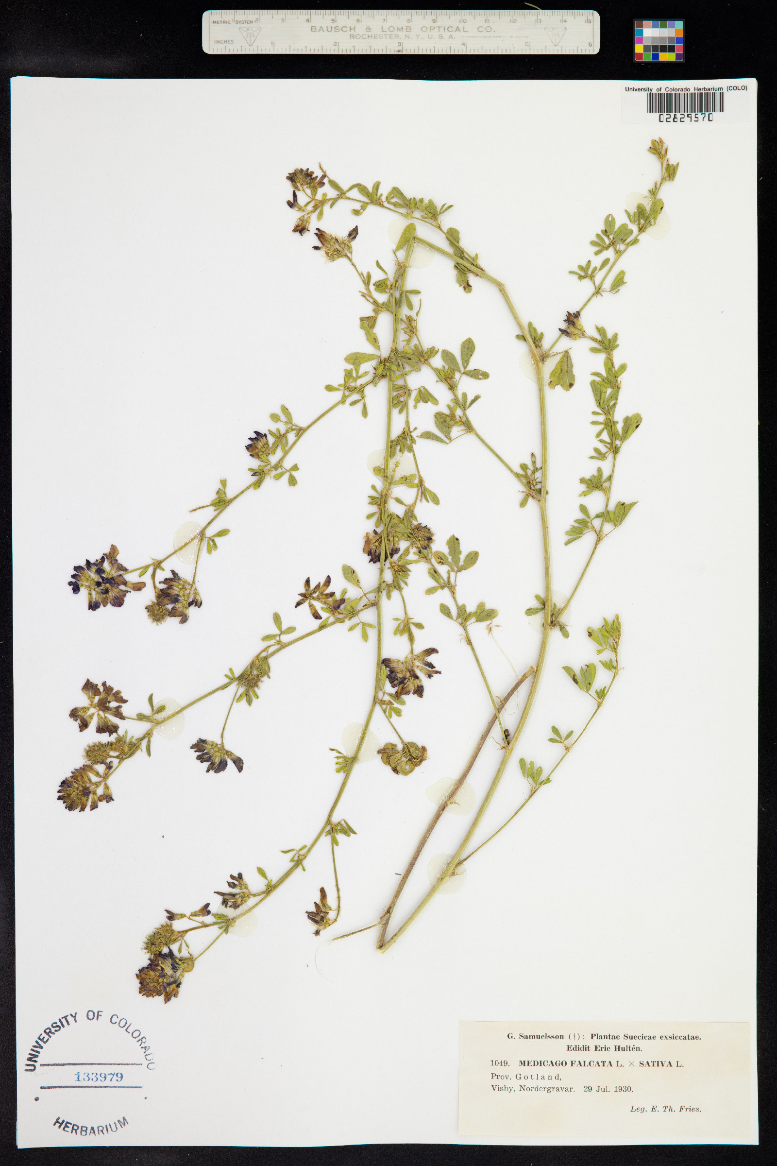 Medicago sativa ssp. falcata image