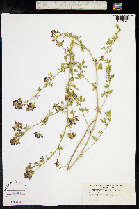 Medicago falcata image