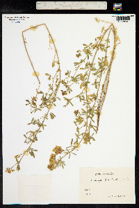 Medicago sativa ssp. falcata image