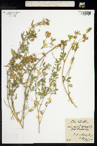 Medicago sativa ssp. falcata image