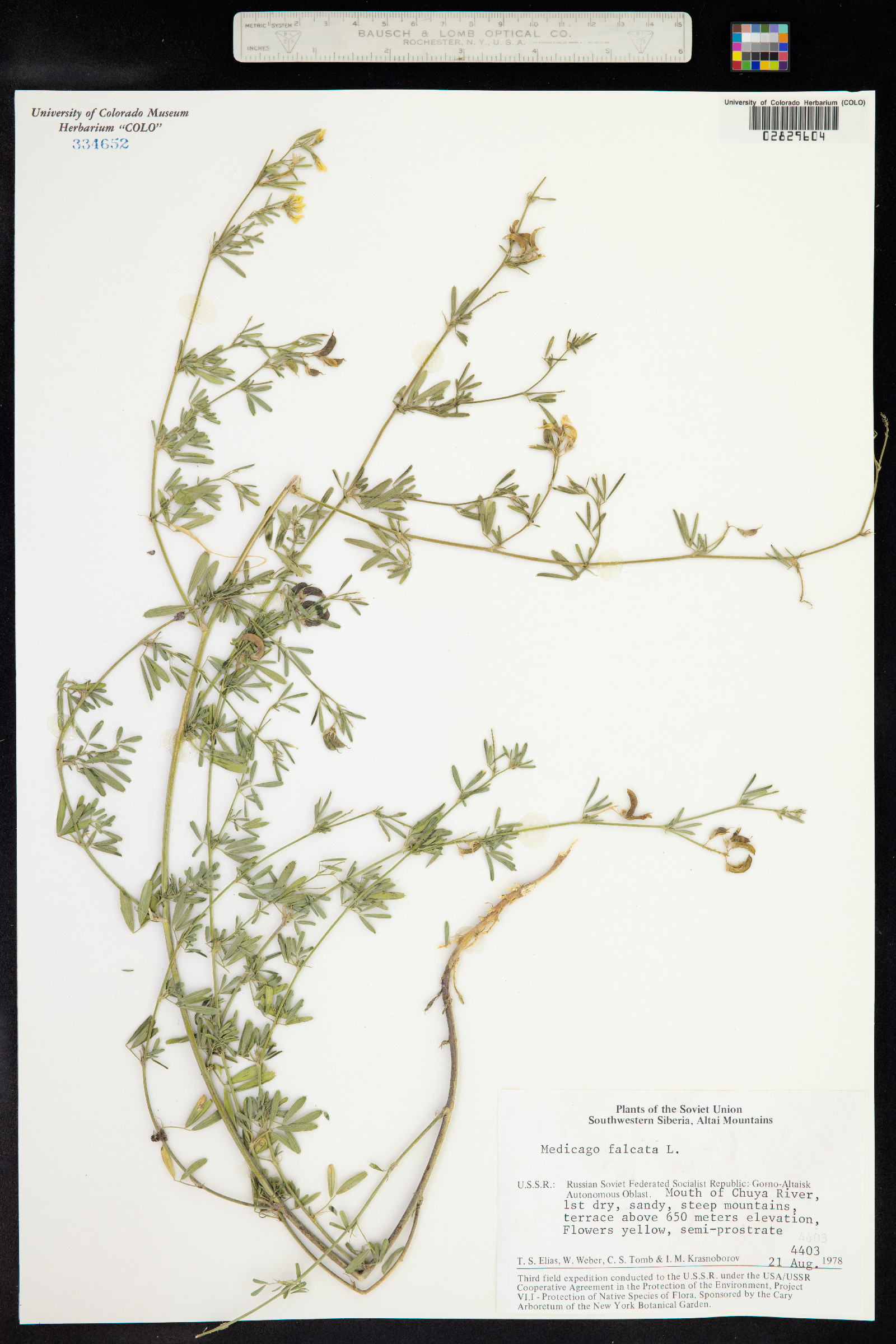 Medicago sativa ssp. falcata image