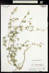 Medicago falcata image