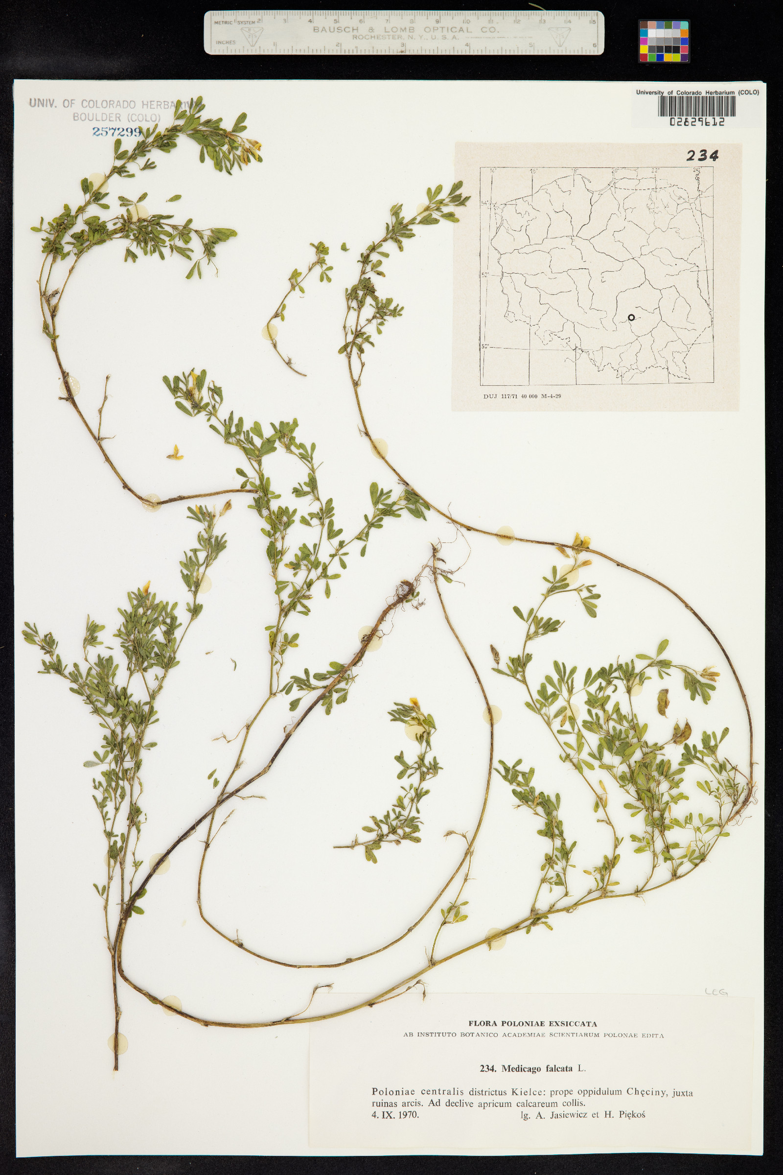 Medicago sativa ssp. falcata image