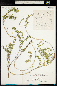 Medicago sativa ssp. falcata image