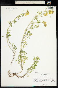 Medicago sativa ssp. falcata image