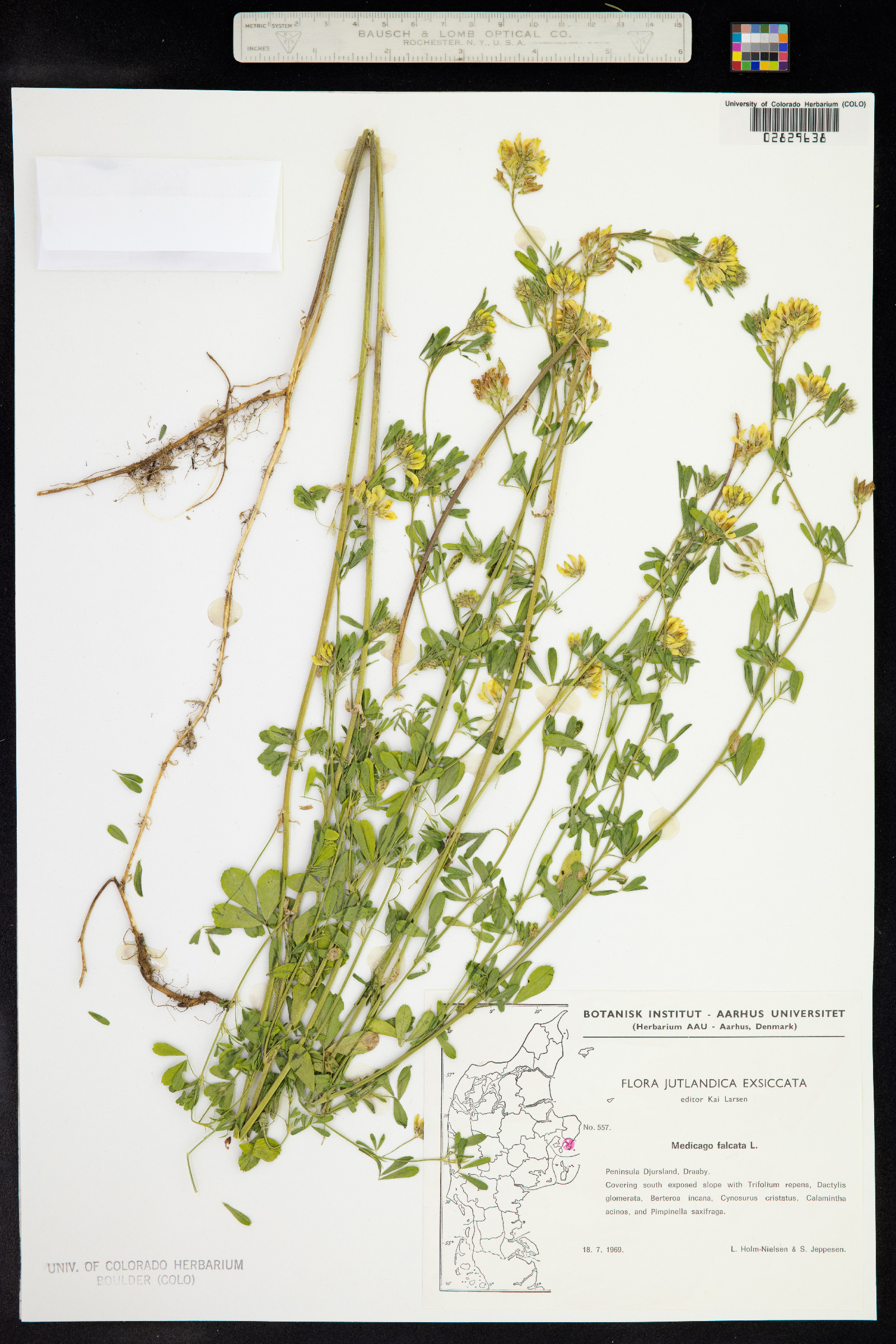 Medicago sativa image