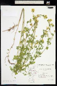 Medicago falcata image