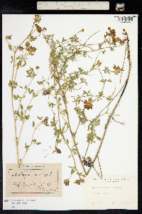 Medicago falcata image