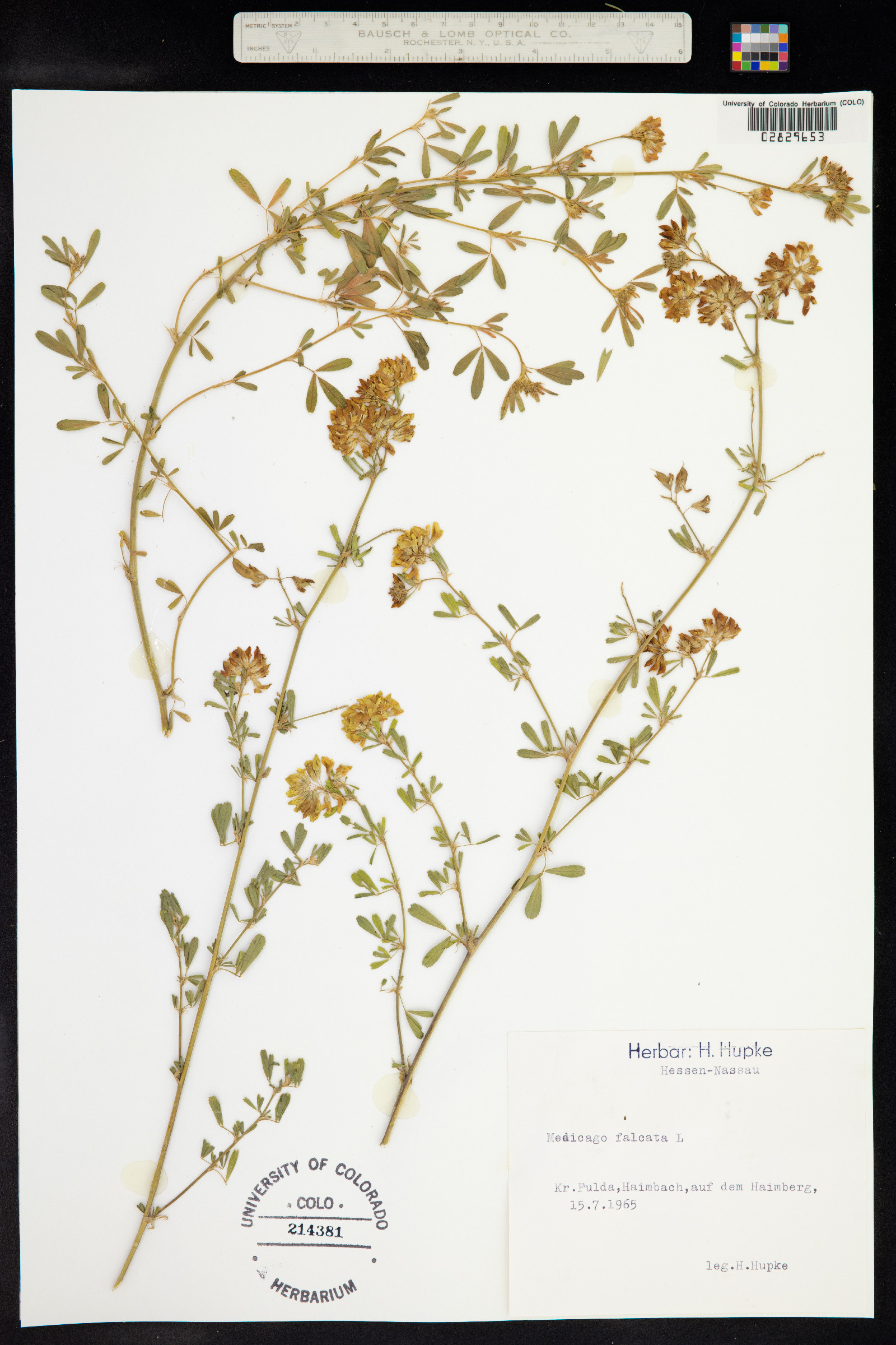 Medicago sativa ssp. falcata image