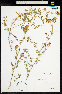 Medicago sativa ssp. falcata image