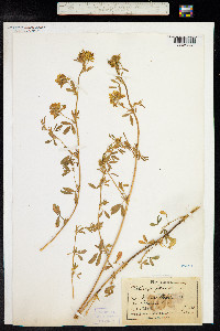 Medicago falcata image