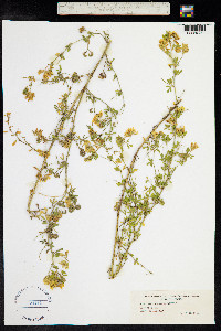 Medicago sativa ssp. falcata image