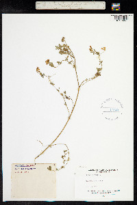 Medicago sativa ssp. falcata image