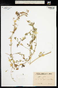 Medicago falcata image