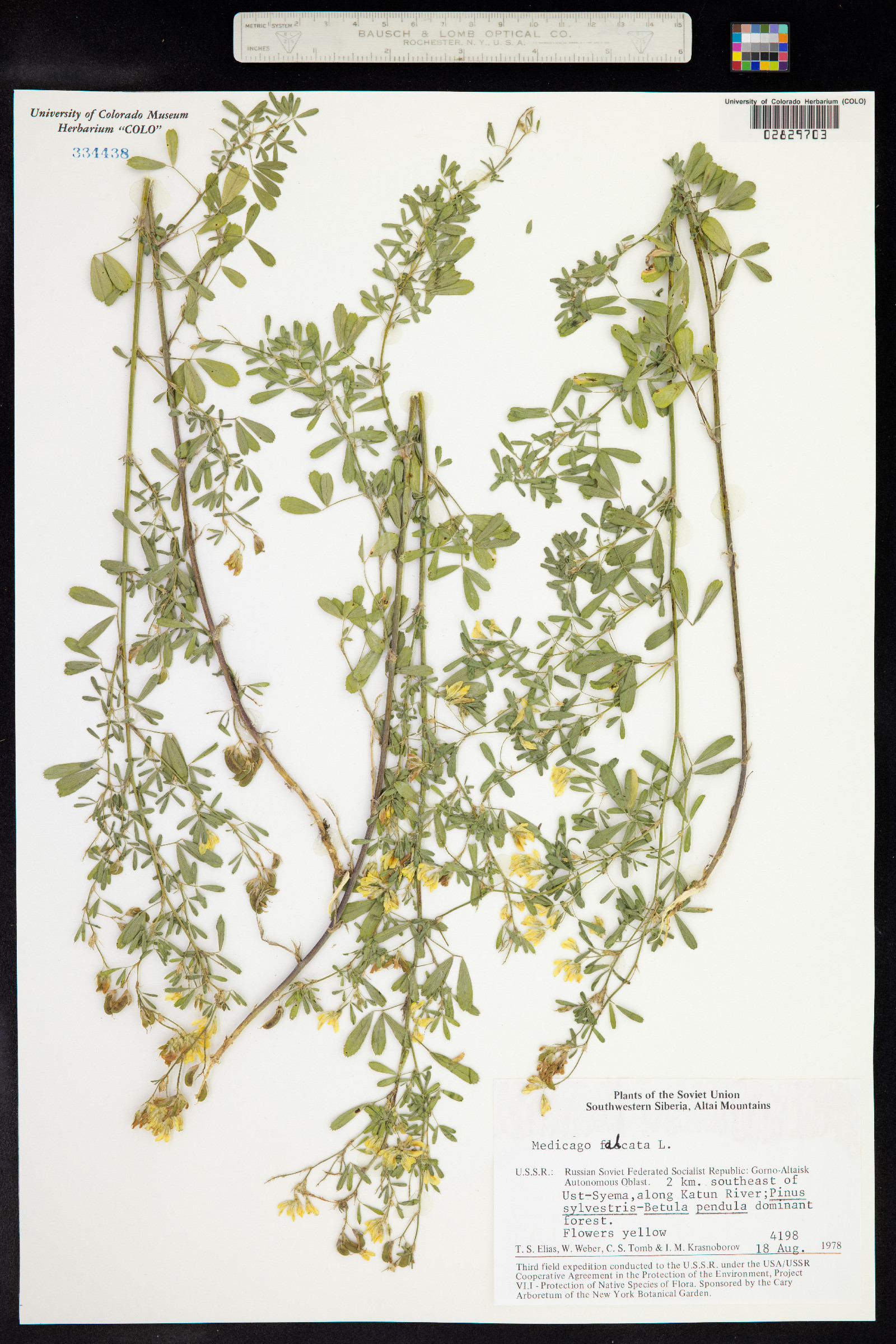 Medicago sativa image