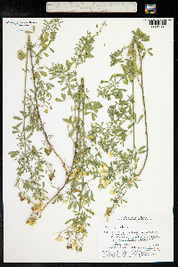 Medicago falcata image