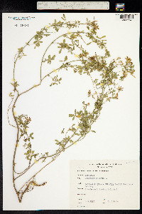 Medicago falcata image