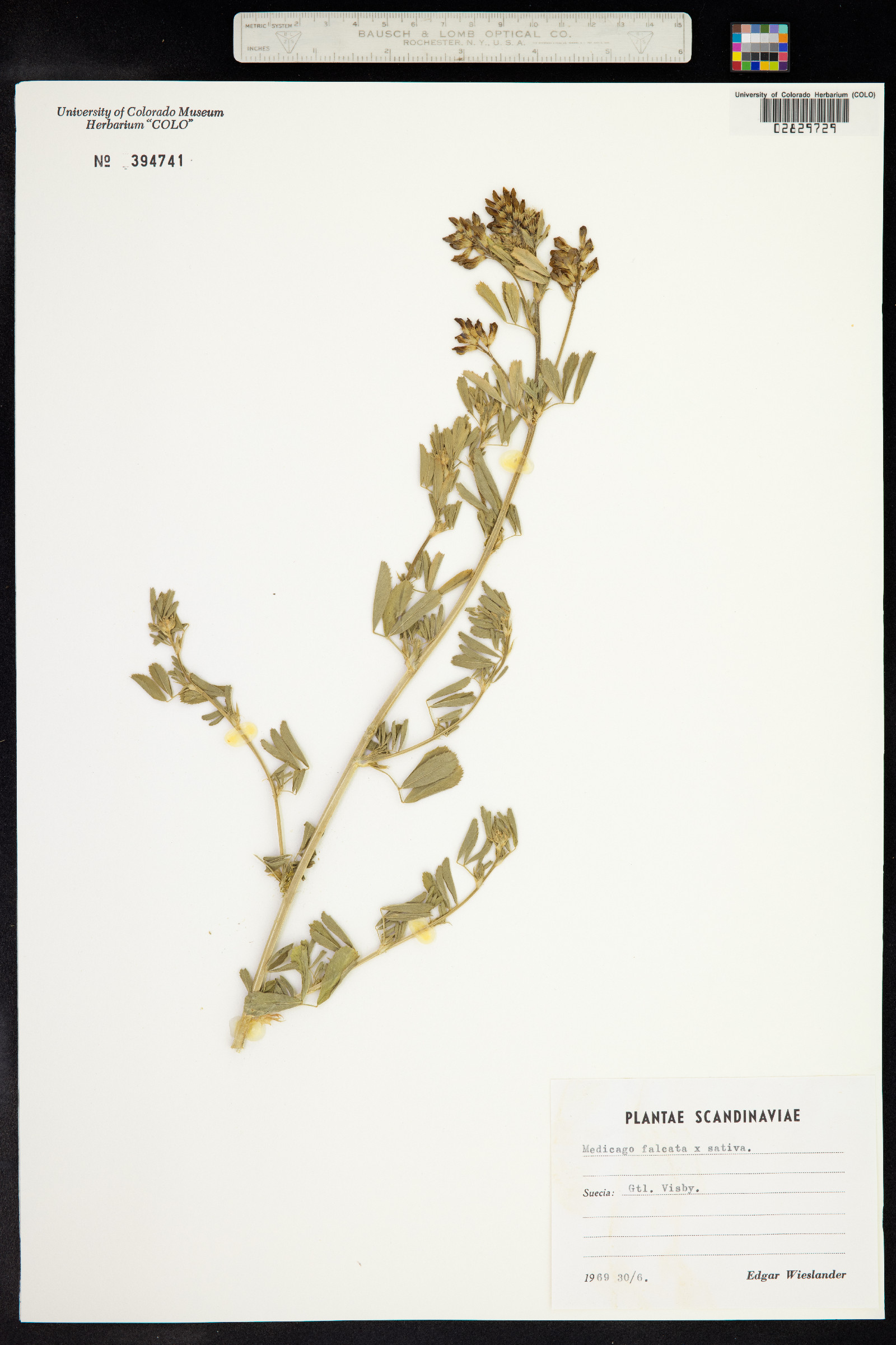 Medicago sativa ssp. falcata image