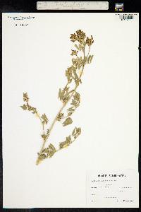 Medicago falcata image