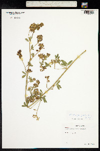 Medicago sativa ssp. falcata image