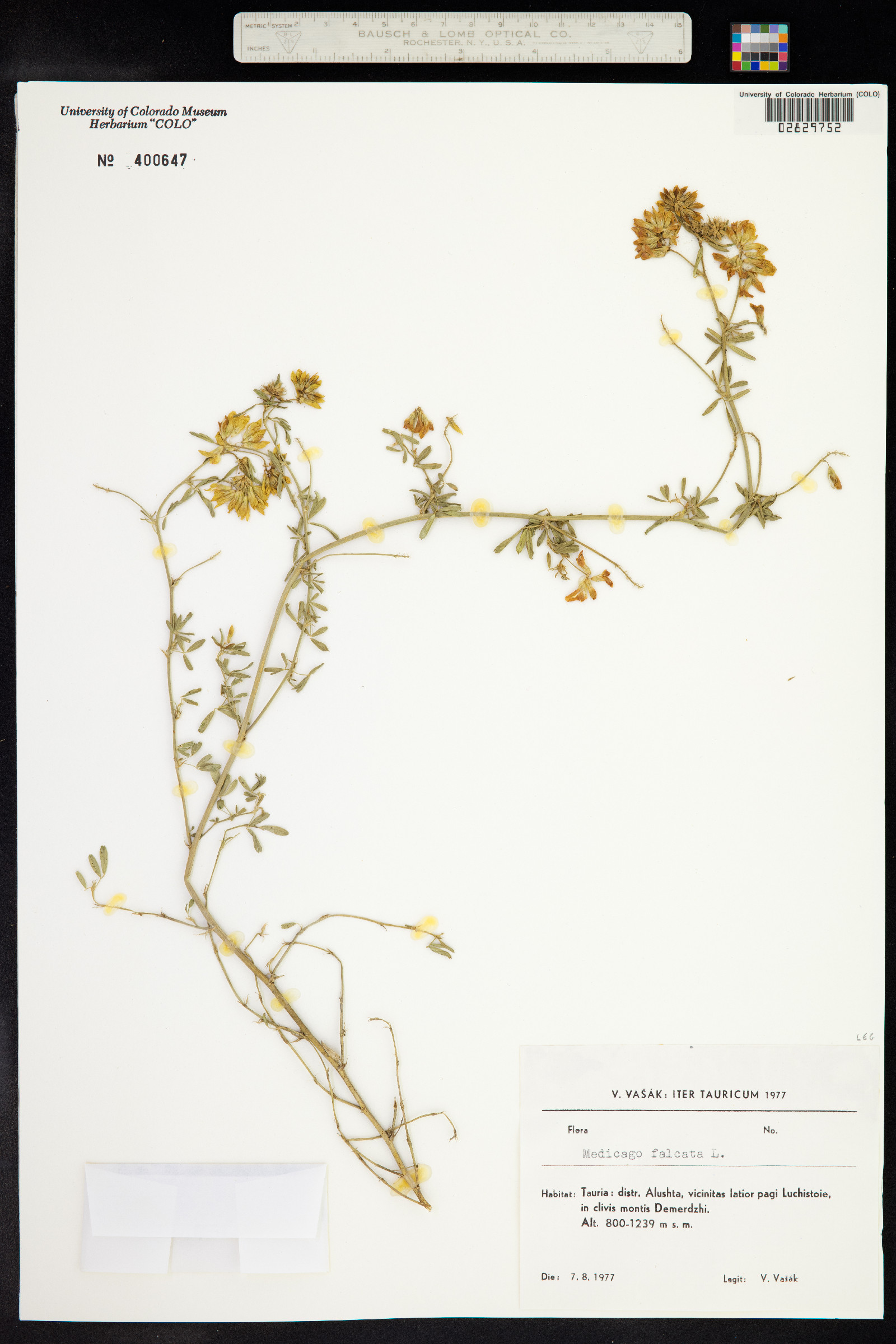 Medicago sativa image