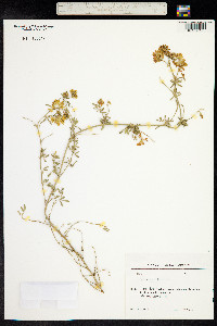 Medicago falcata image