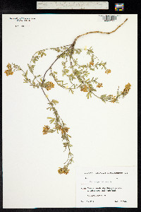 Medicago falcata image