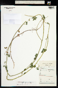 Medicago falcata image