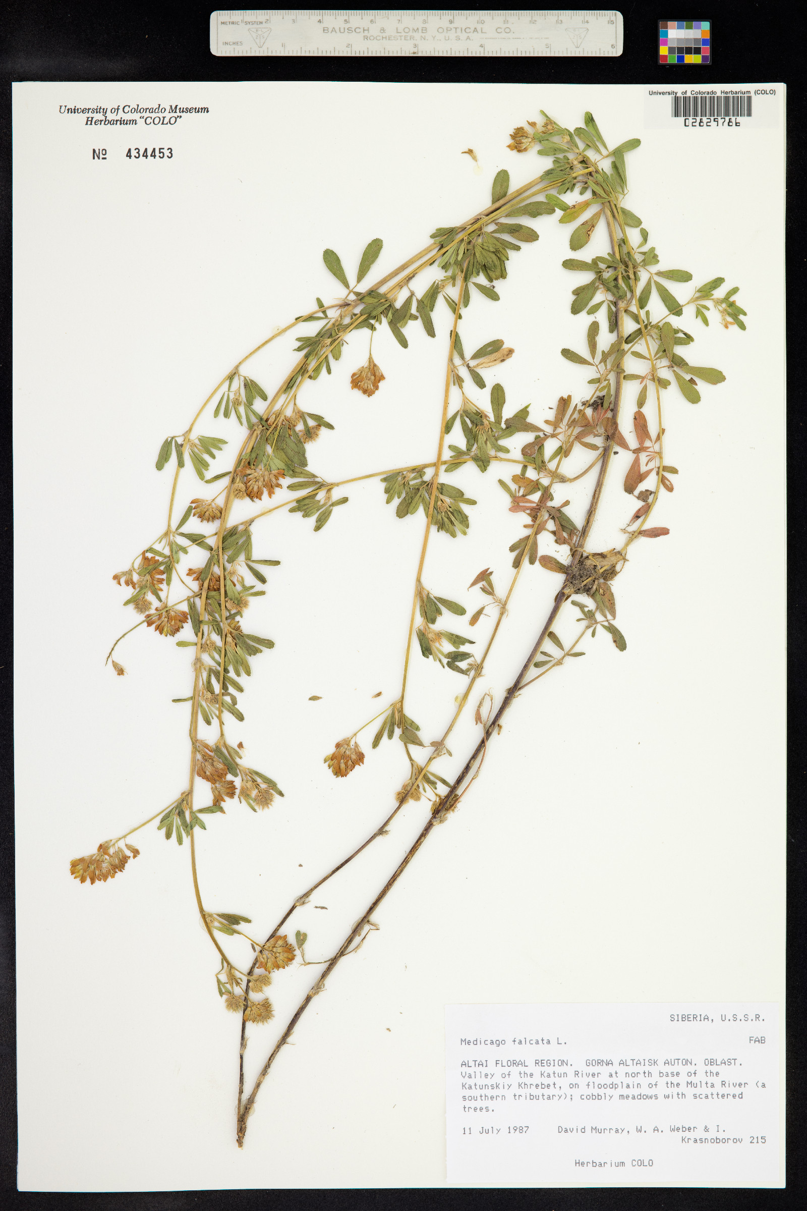 Medicago falcata image