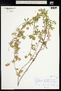 Medicago sativa ssp. falcata image