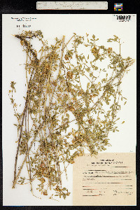 Medicago sativa ssp. falcata image