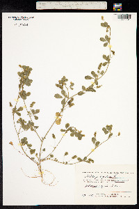 Medicago lupulina image