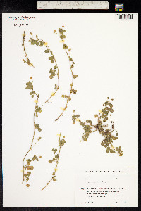 Medicago lupulina image