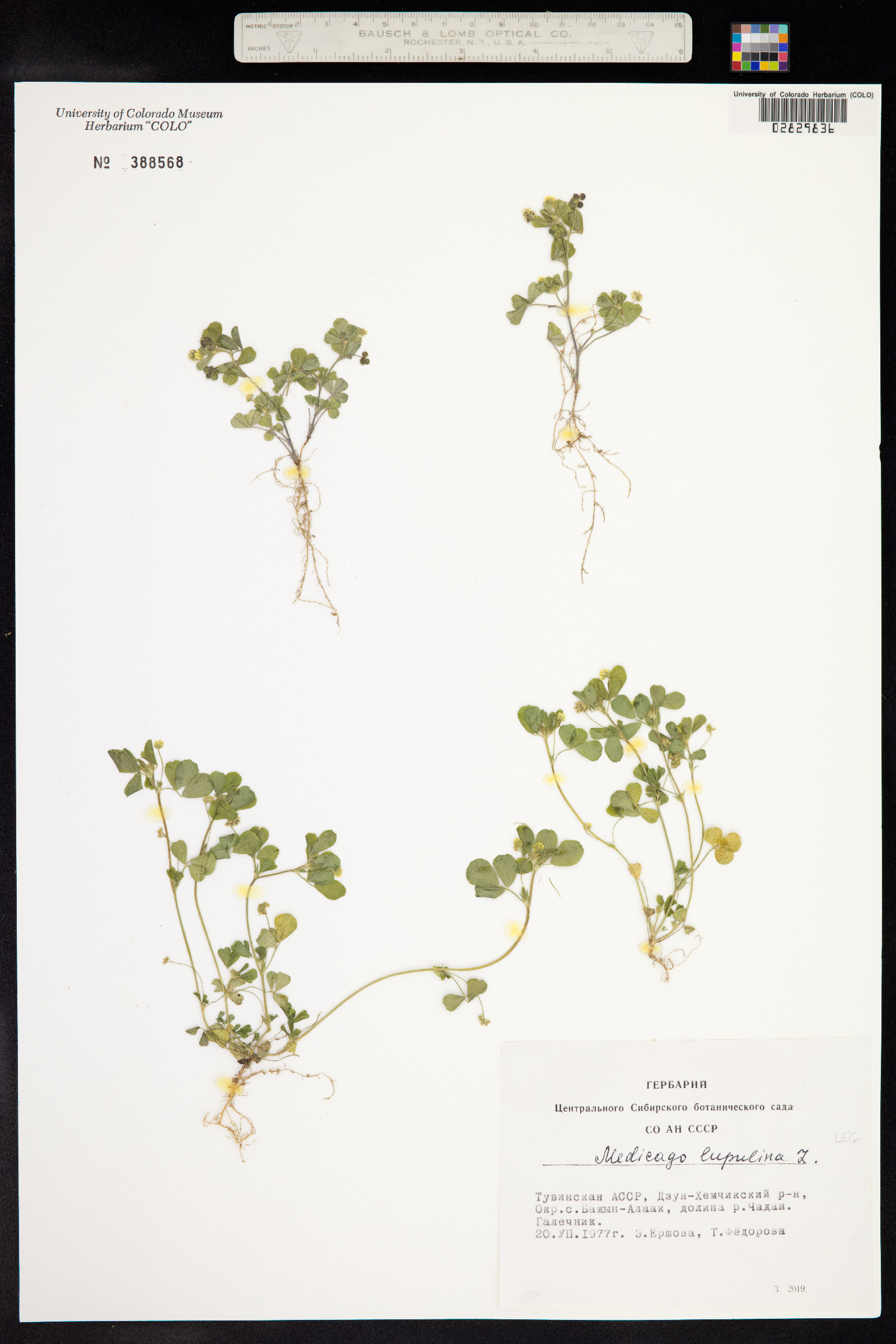 Medicago lupulina image