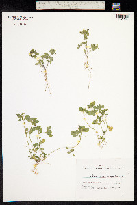 Medicago lupulina image