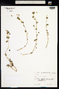 Medicago lupulina image