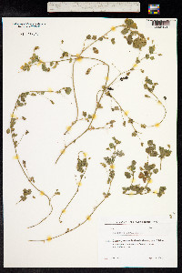 Medicago lupulina image