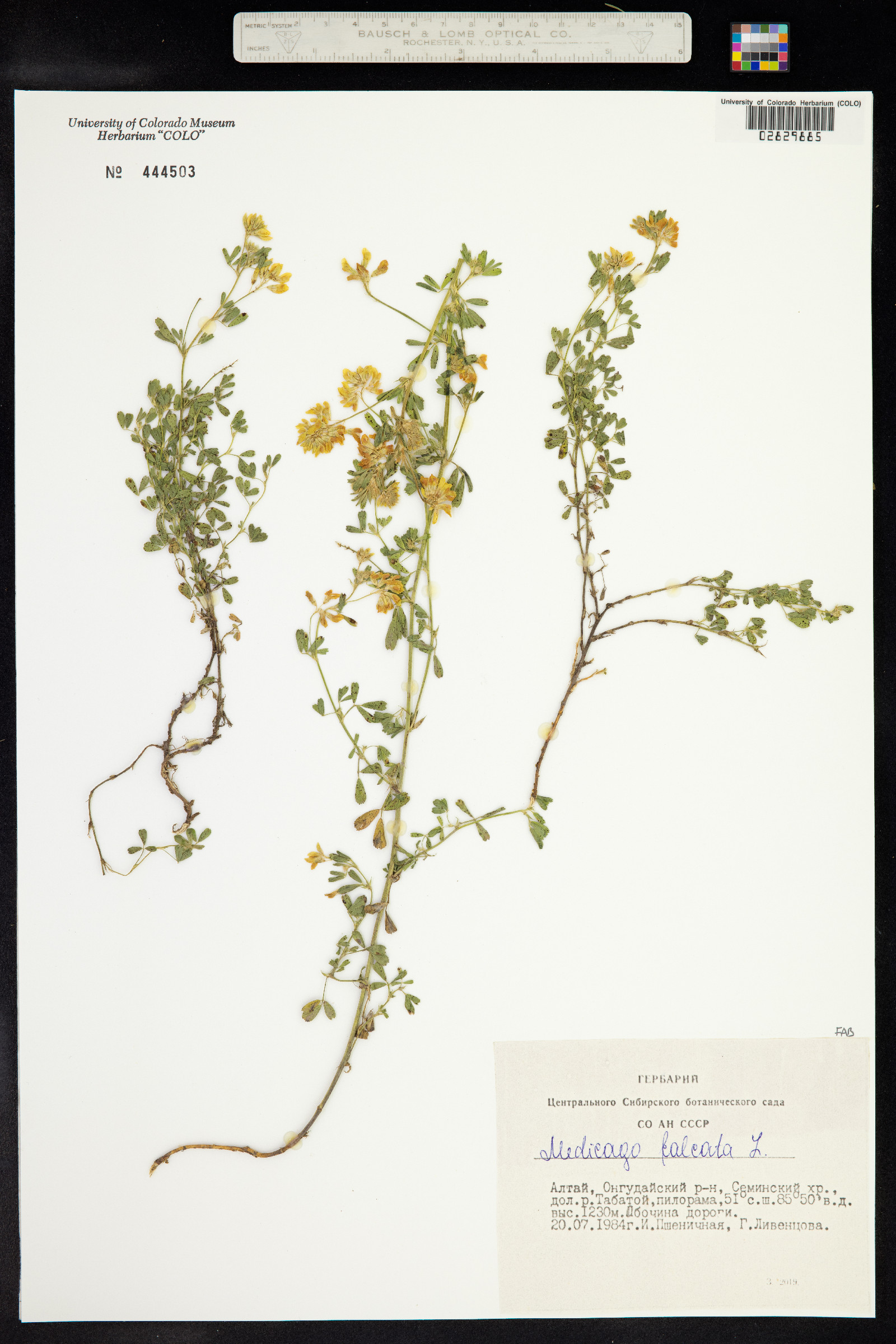 Medicago sativa ssp. falcata image