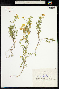 Medicago sativa ssp. falcata image