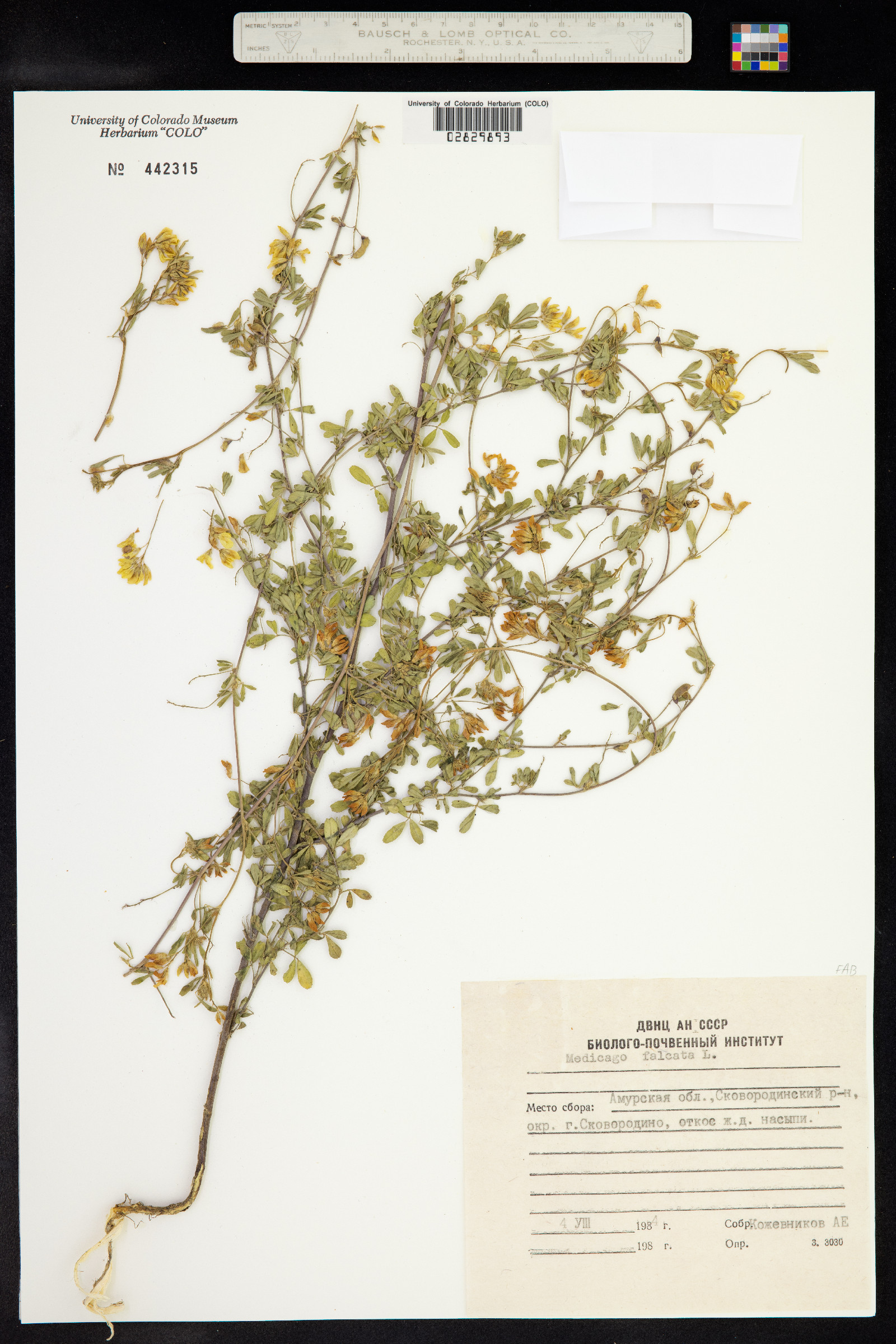 Medicago sativa image
