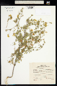 Medicago sativa ssp. falcata image