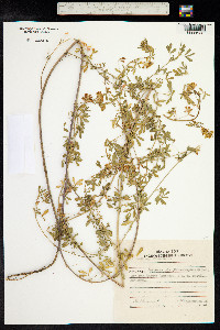 Medicago sativa ssp. falcata image