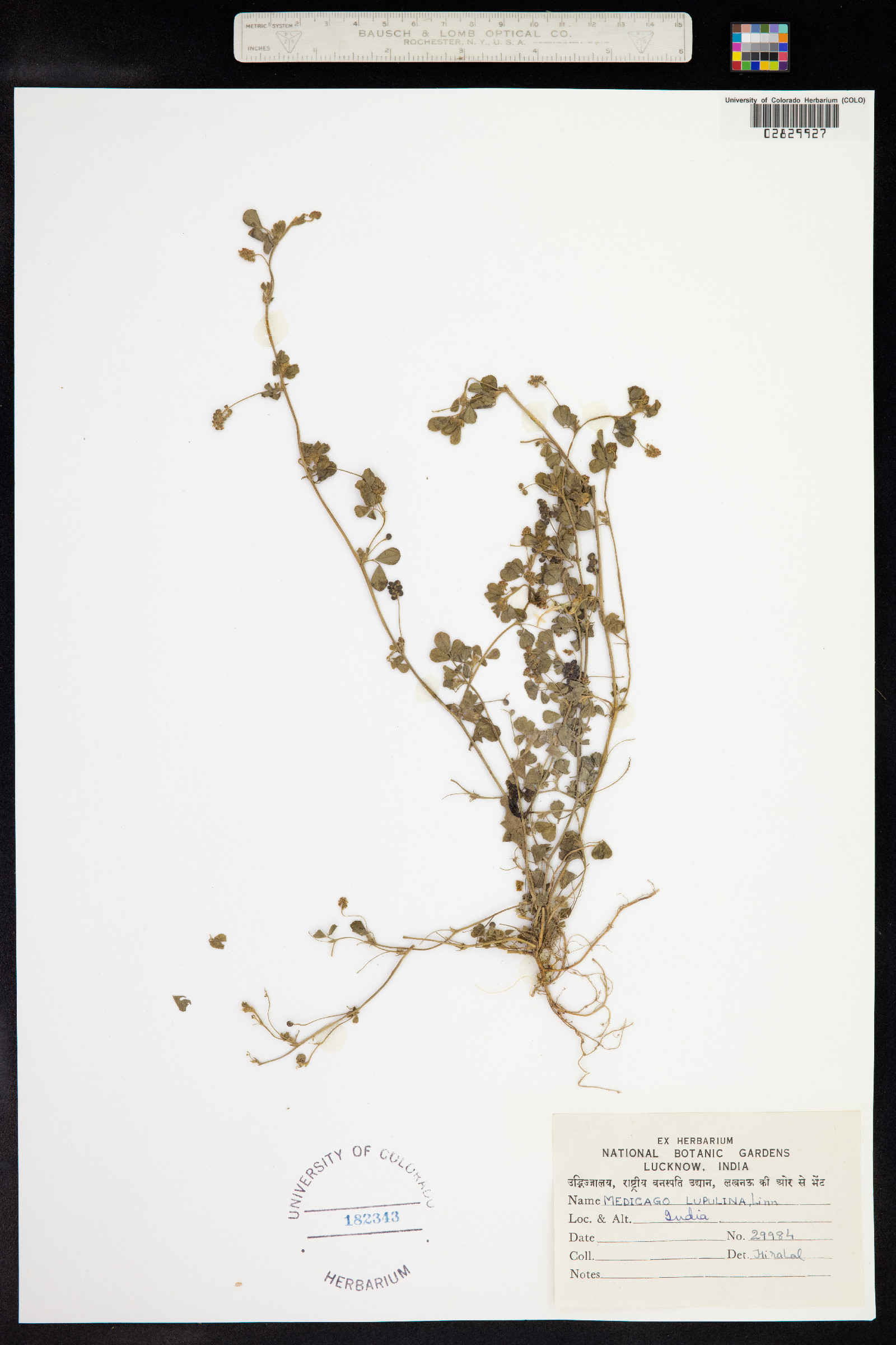 Medicago lupulina image